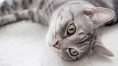 美短银虎斑鱼骨纹猫咪视频的预览图
